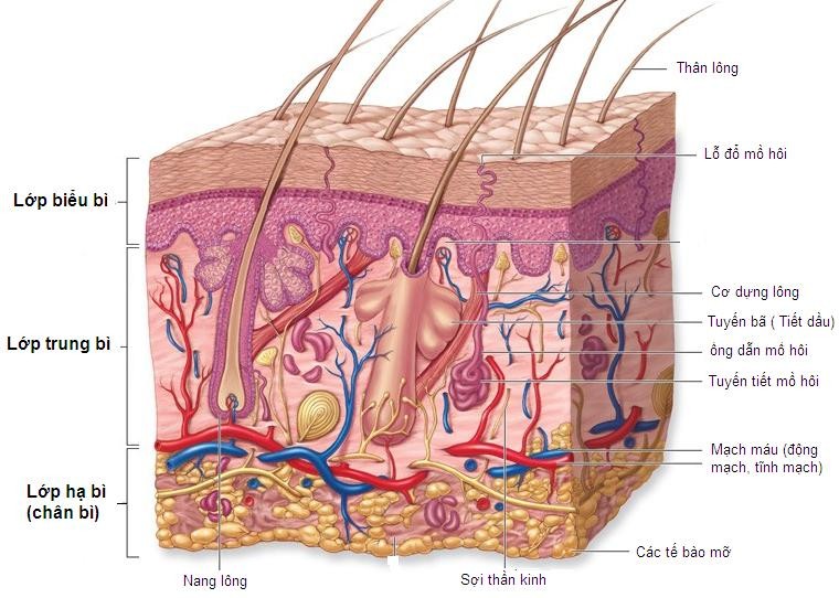 Bài 1: Quá trình lành vết thương