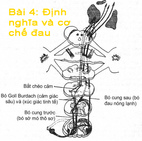 Bài 4: Định nghĩa và cơ chế đau