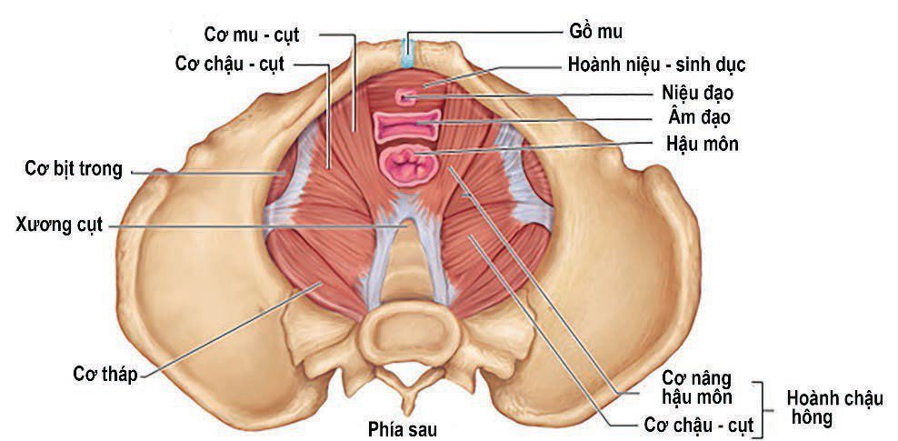 giải phẫu các cơ sàn chậu vùng bụng chậu 
