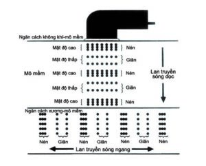 Trong mô mềm siêu âm truyền dọc, còn trong xương thì truyền ngang