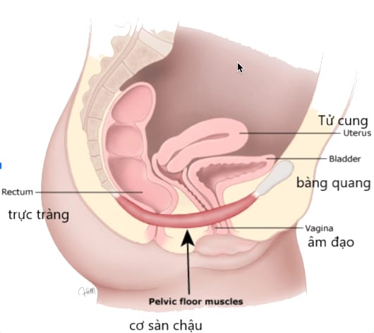 Máy tập cơ sàn chậu mini 12 hình ảnh cắt ngang vụng bụng chậu cho thấy các cơ sàn chậu