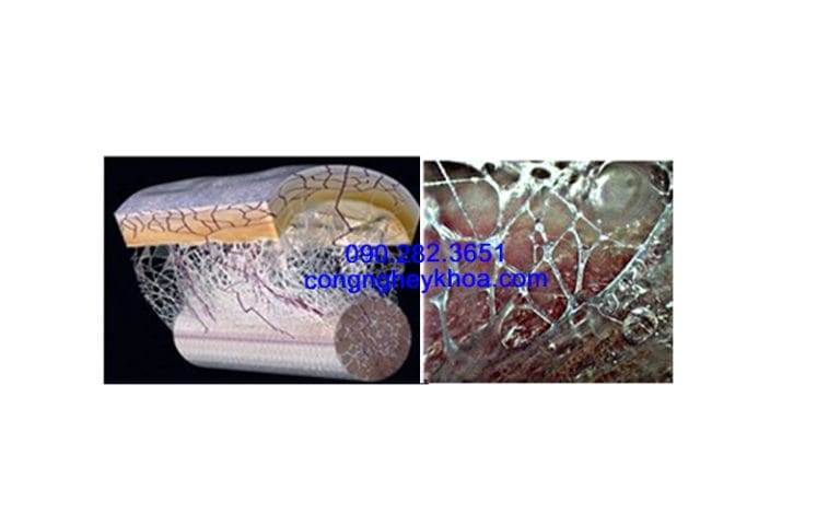 Cân mạc hay Mạc cơ (fascia)