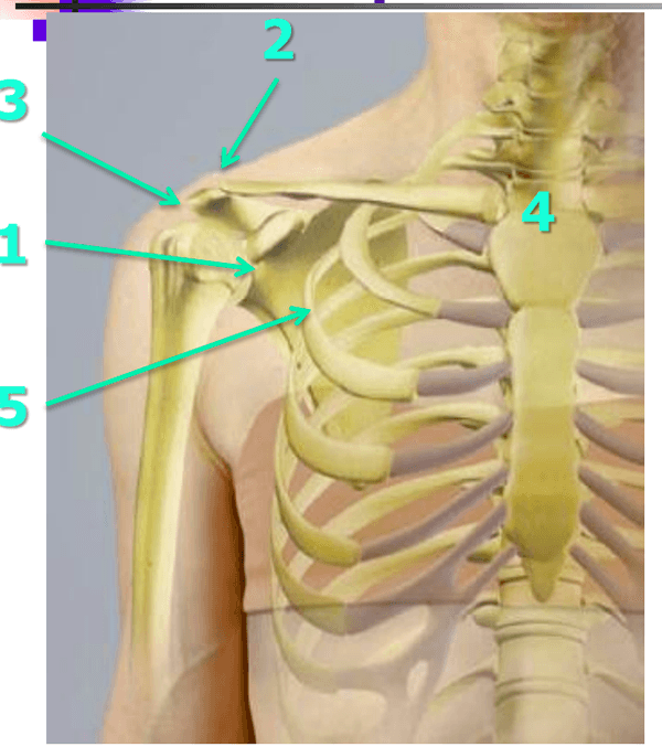 Hình ảnh: Giải phẫu khớp vai (nguồn: internet), quy trình giải phẩu khớp vai, phục hồi chức năng quanh khớp vai