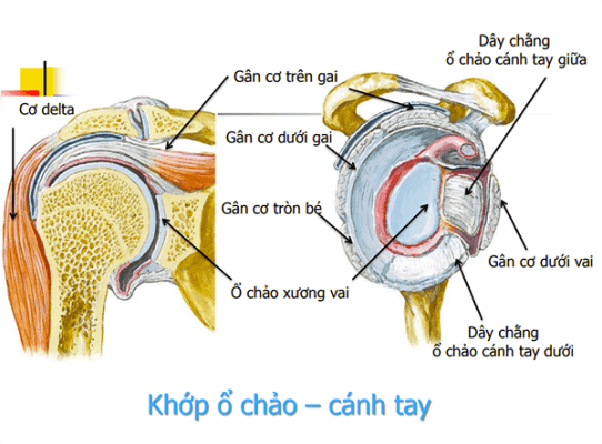Hình ảnh: Các cơ nằm trong phức hợp khớp vai (nguồn: internet), khớp ổ chảo cánh tay, minh họa các cơ khớp ổ chảo cánh tay