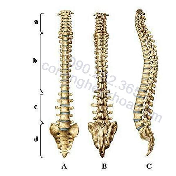 Gai cột sống có chữa được không