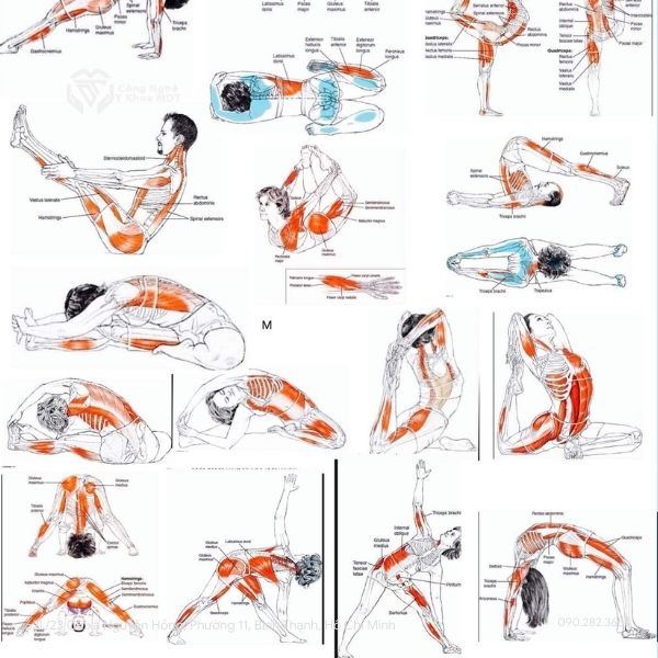 7 Bài Tập Giãn Cơ Toàn Thân Hiệu Quả Cho Sức Khỏe Hàng Ngày 1 Những Bài Tập Giãn Cơ Toàn Thân cho nam và nữ