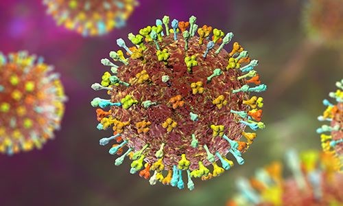 Virus Nipah là gì? Lây qua đường nào? 4 Cách phòng tránh hiệu quả 1 Virus Nipah gây nguy hiểm cho con người mang mầm bệnh nguy hiểm từ động vật và hiện chưa có vaccine phòng ngừa