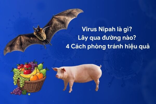 Virus Nipah là gì Lây qua đường nào 4 Cách phòng tránh hiệu quả