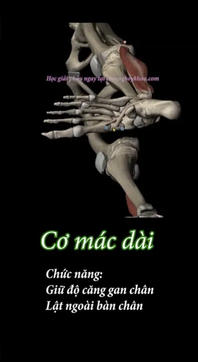 Giải phẫu khu ngoài cẳng chân | 090.282.3651 | MDT